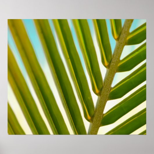 Poster Photo Palm Leaf (Devant)