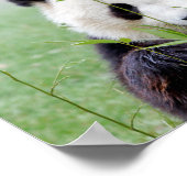 Poster Photo panda géant, animaux 0333. (Coin)