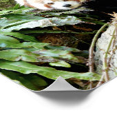 Poster Photo panda rouge, animaux 0507. (Coin)