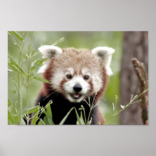 Poster Photo panda rouge, animaux 0510. (Devant)