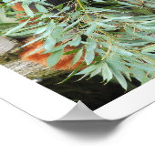Poster Photo panda rouge, animaux 0612. (Coin)