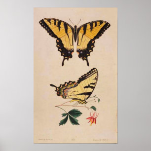 Poster photo papillon vintage