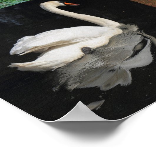 Poster Photo Patchwork - Oiseaux (Coin)