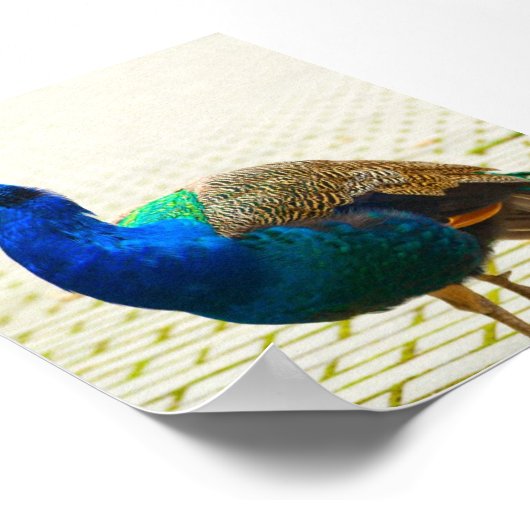 Poster Photo Peacock (Coin)