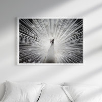 Poster photo Peacock blanc