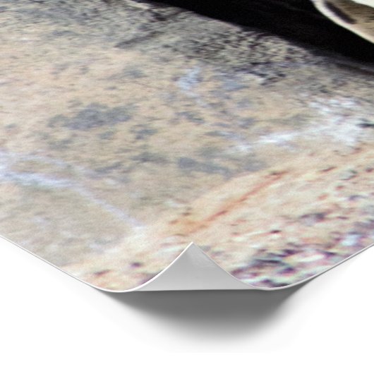 Poster Photo Penguin (Coin)