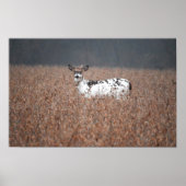 Poster photo Piebald Deer (Devant)