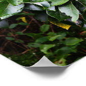 Poster photo plante (Coin)