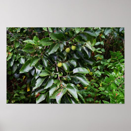 Poster photo plante (Devant)