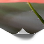 Poster Photo Poppy Nature (Coin)