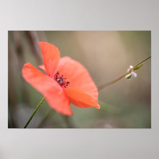 Poster Photo Poppy Nature (Devant)