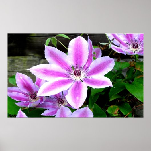 Poster photo Purple Clematis / Imprimer (Devant)