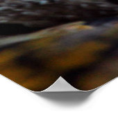 Poster photo Python (Coin)