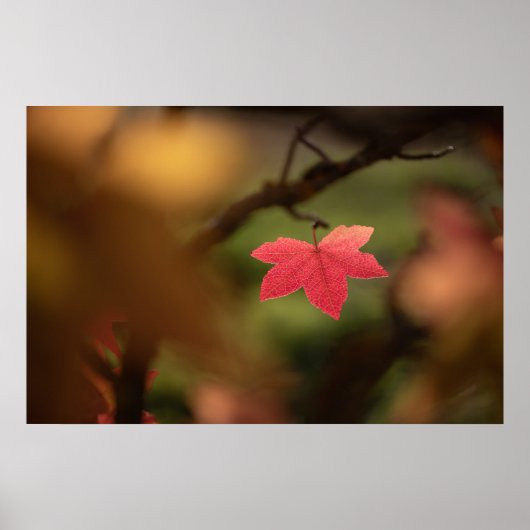Poster Photo Red Fall Leaf Nature (Devant)