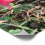 Poster photo Red Leaf (Coin)
