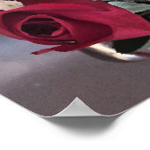 Poster Photo Red Roses (Coin)