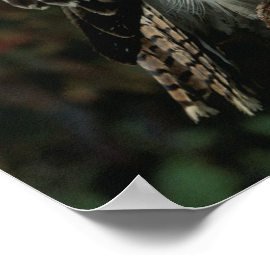 Poster photo Red Tail Hawk (Coin)