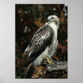Poster photo Red Tail Hawk (Devant)
