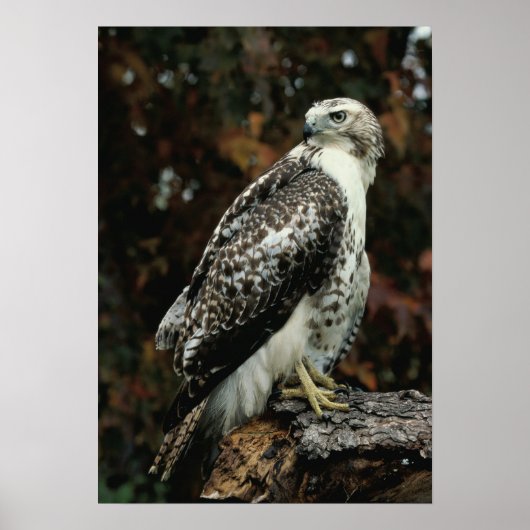 Poster photo Red Tail Hawk (Devant)