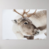Poster Photo Reindeer (Devant)