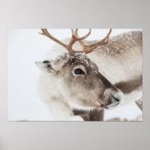 Photo Reindeer