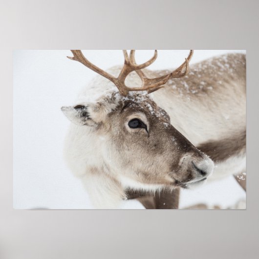 Poster Photo Reindeer (Devant)