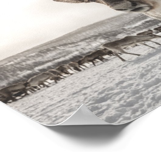 Poster photo Reindeer Nature (Coin)