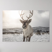 Poster photo Reindeer Nature (Devant)