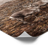 Poster photo Reindeer Nature (Coin)