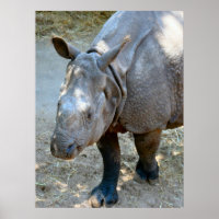 Poster photo Rhino