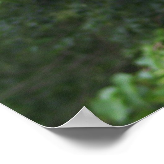 Poster photo Robin Bird (Coin)