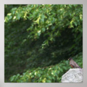 Poster photo Robin Bird (Devant)