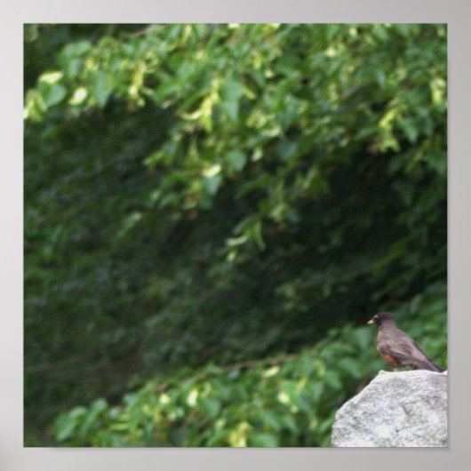 Poster photo Robin Bird (Devant)