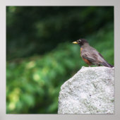 Poster photo Robin Bird (Devant)