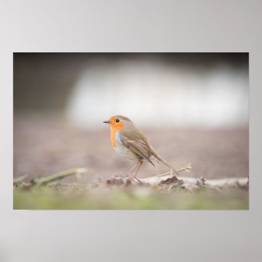 Poster photo Robin Nature (Devant)