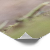 Poster photo Robin Nature (Coin)
