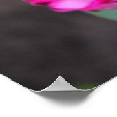 Poster photo rose (Coin)
