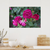 Poster photo rose (Cuisine)