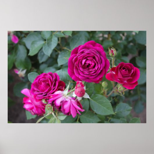Poster photo rose (Devant)