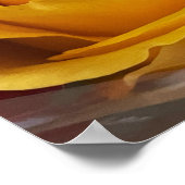 Poster photo rose (Coin)