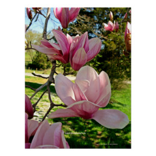 Poster photo rose chic Magnolia Floral Imprimer