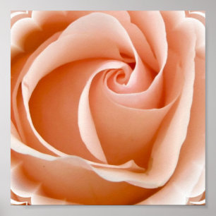 Poster photo rose Imprimer