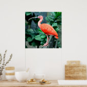 Poster photo Scarlet Ibis Bird (Cuisine)