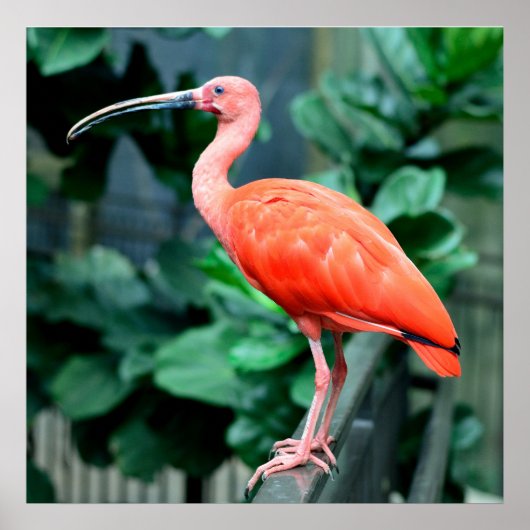 Poster photo Scarlet Ibis Bird (Devant)