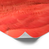 Poster Photo Scarlet Mackaw (Coin)