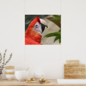 Poster Photo Scarlet Mackaw (Cuisine)