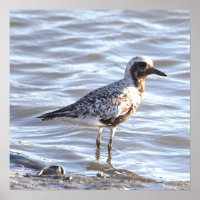 Poster photo Seabird in Ocean