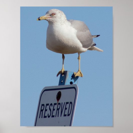 Poster Photo Seagull (Devant)