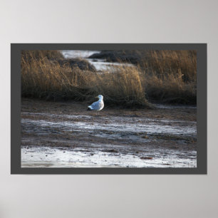 Poster photo Seagull