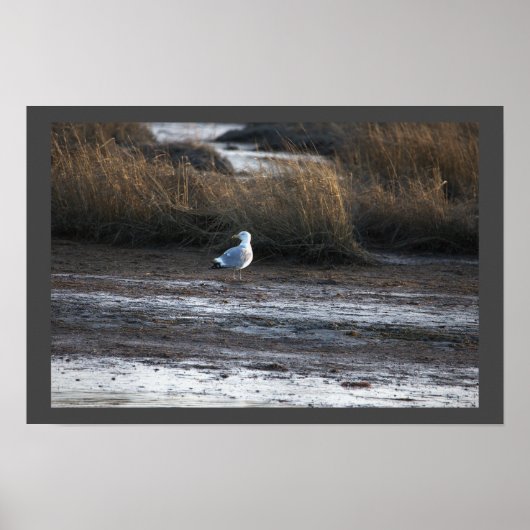 Poster photo Seagull (Devant)